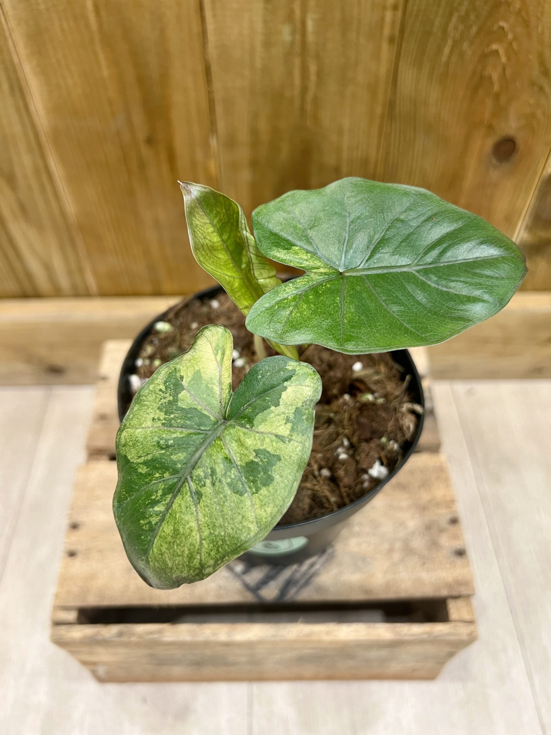 Alocasia Yucatan Princess Variegata • Plante rare • 14 cm / 20 cm