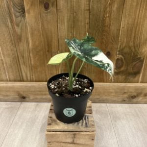 Alocasia "Dragon Scale" Variegata (M)