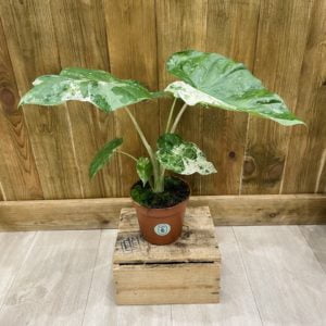 Alocasia Gageana Splash Variegata (L)
