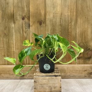 Epipremnum pinnatum "Pothos" N'Joy Gold (M)