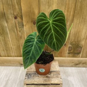 Philodendron Splendid (M)