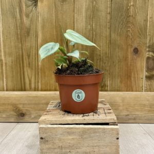 Philodendron Sodiroi (S)