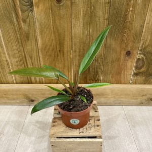 Philodendron Caramel Pluto (S)