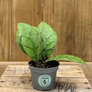 Hoya Callistophylla (Baby)