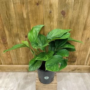 Monstera Pinnatipartita (L)