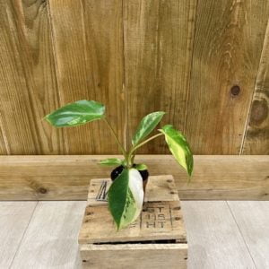 Philodendron Burle Marx Variegata (Baby)