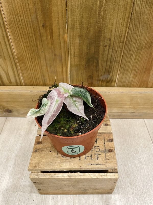Alocasia Polly Pink Variegata • Plante rare • 10,5 cm / 15 cm