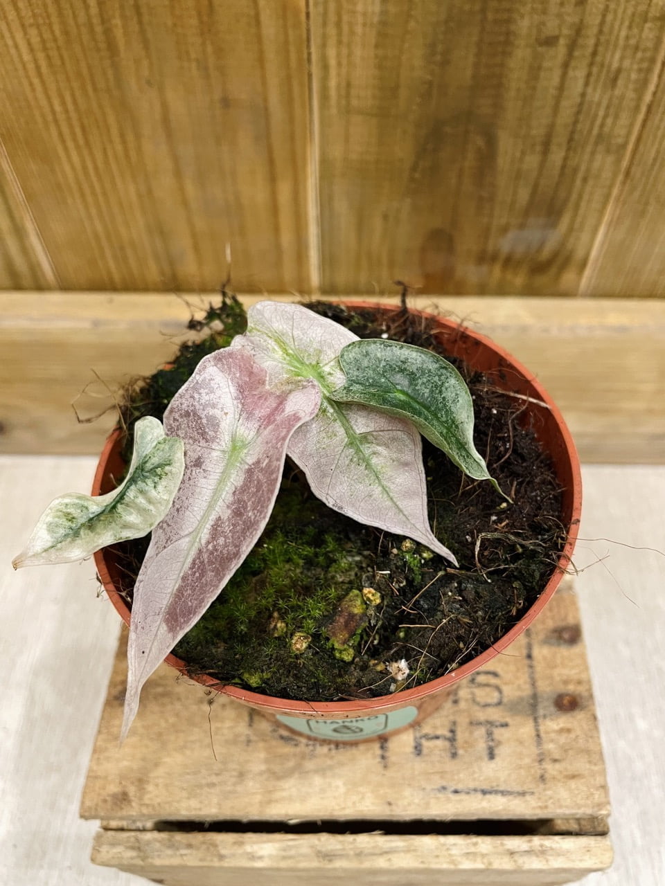 Alocasia Polly Pink Variegata • Plante rare • 10,5 cm / 15 cm