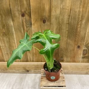Alocasia Portei (M)