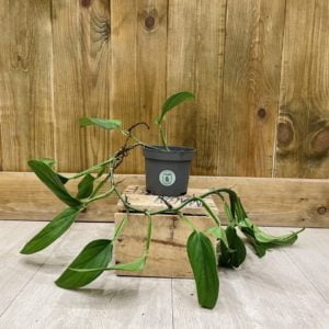 Monstera Dissecta (S)