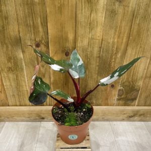 Philodendron Red Anderson (L)
