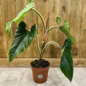 Philodendron Serpens (XL)