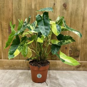 Philodendron Burle Marx Variegata (XL)
