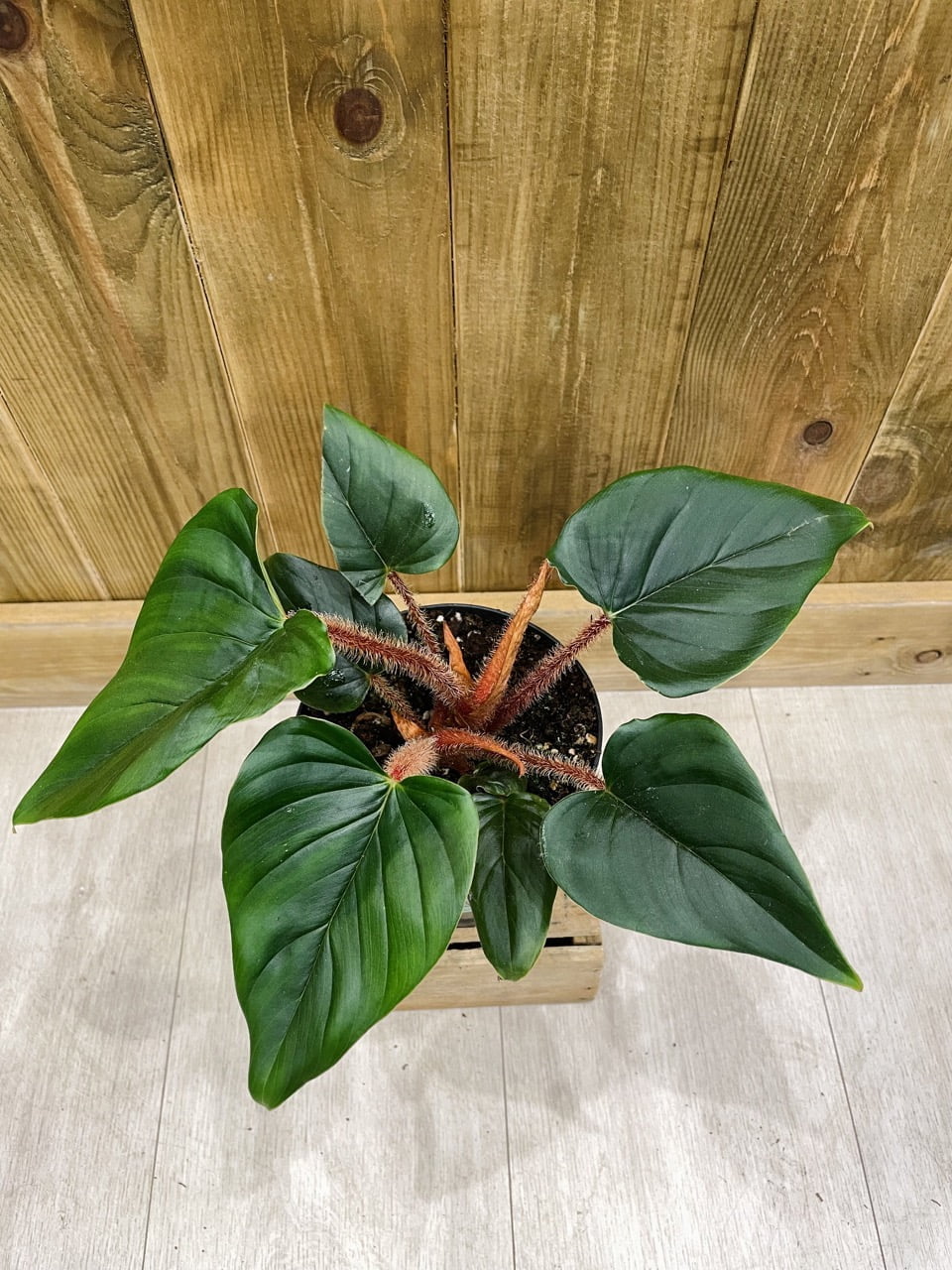 Philodendron Squamicaule Red • Plante rare • 14 cm / 25 cm