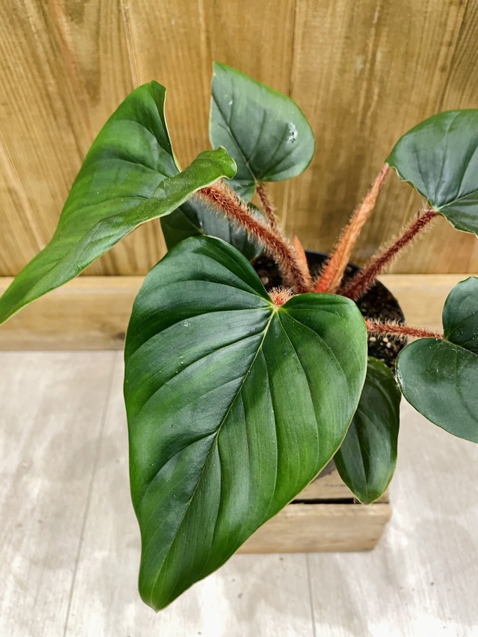Philodendron Squamicaule Red • Plante rare • 14 cm / 25 cm