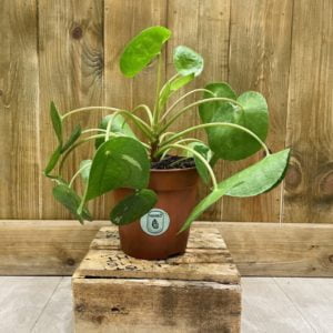 Pilea Peperomioides White Splash (M)