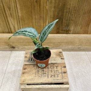 Schismatoglottis Indukan Silver (Baby)