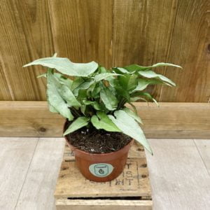 Syngonium Ngern Lai Ma (M)