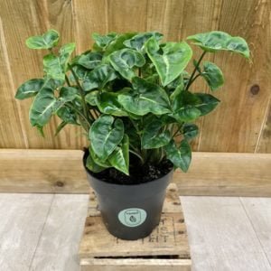 Syngonium Black Panther (M)