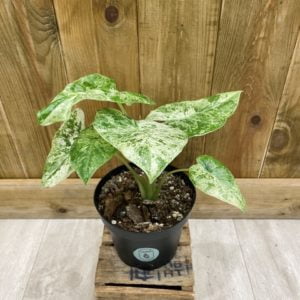 Alocasia Macrorrhiza Splash (L)