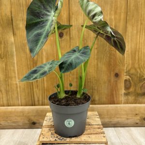 Tubercule Colocasia Esculenta Hawaiian Alhoa (Sans feuille)