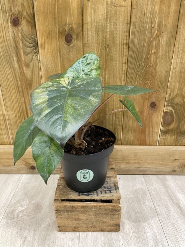 Alocasia Yucatan Princess Variegata • Plante rare • 14 cm / 20 cm