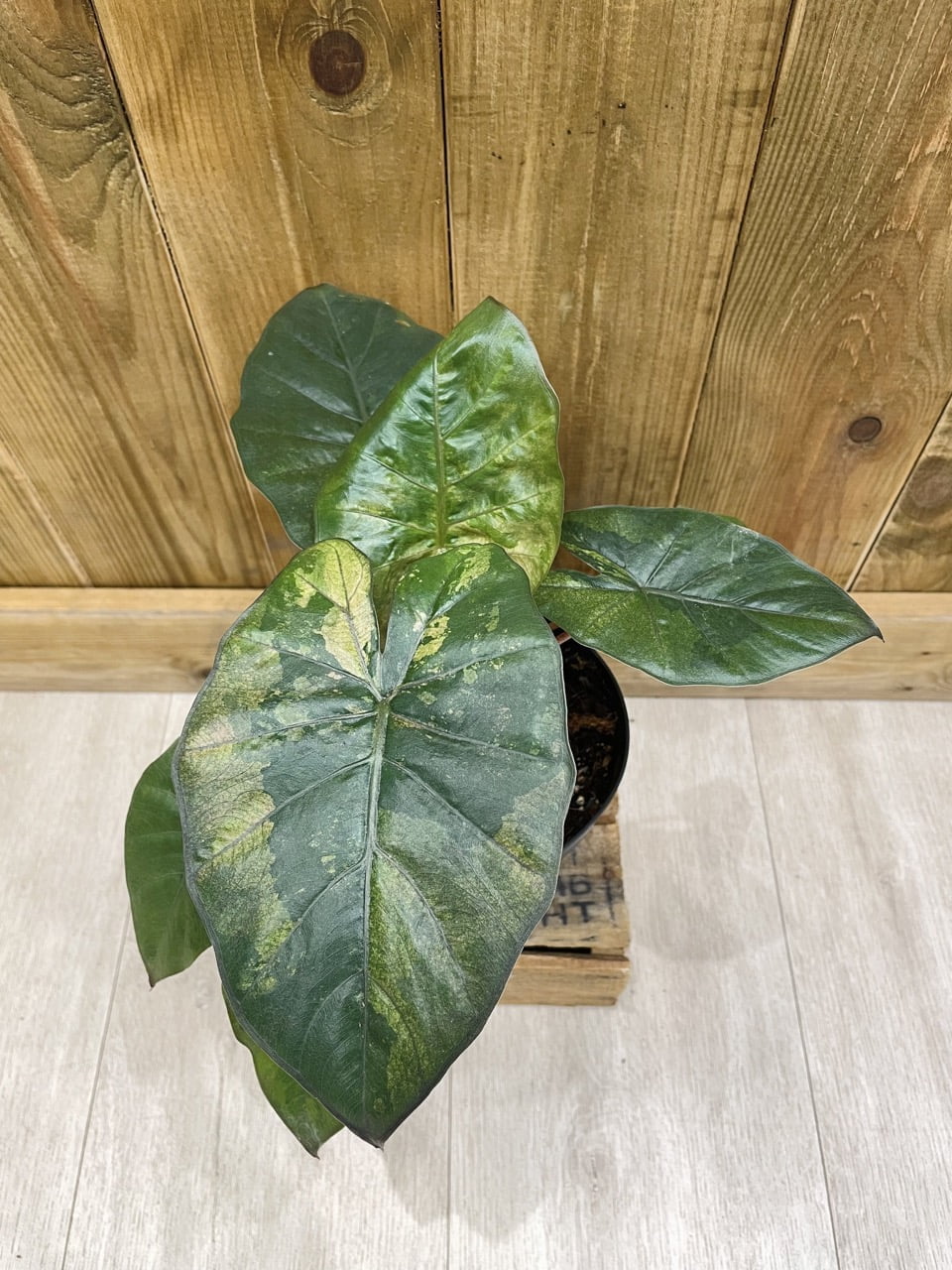 Alocasia Yucatan Princess Variegata • Plante rare • 14 cm / 20 cm