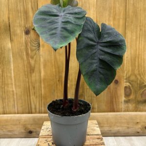Tubercule Colocasia Esculenta Redemption (Sans feuille)