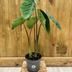 Tubercule Colocasia Madeira Star® (Sans feuille)