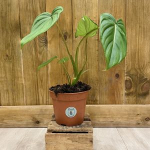 Philodendron McDowell (S)