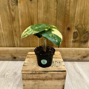 Alocasia Yucatan Princess Variegata 3 (S)