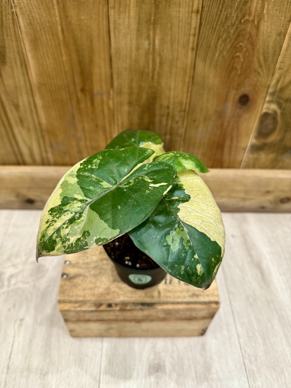 Alocasia Yucatan Princess Variegata • Plante rare • 10,5 / 15 cm