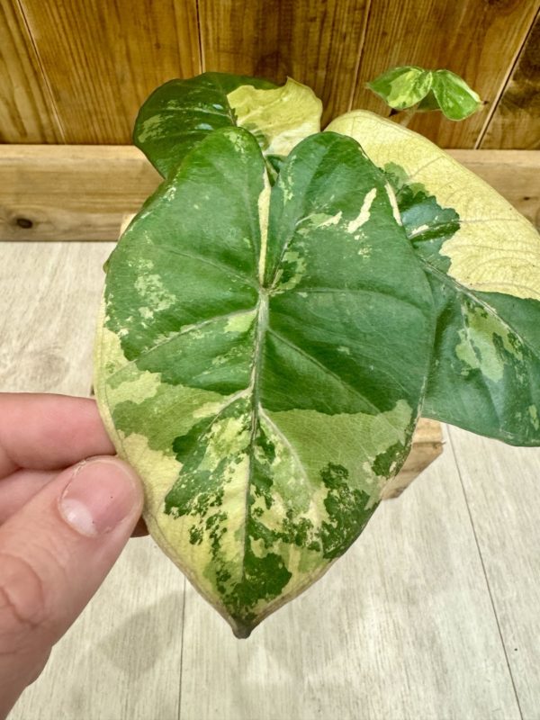 Alocasia Yucatan Princess Variegata • Plante rare • 10,5 / 15 cm