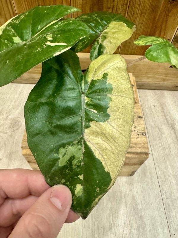 Alocasia Yucatan Princess Variegata • Plante rare • 10,5 / 15 cm