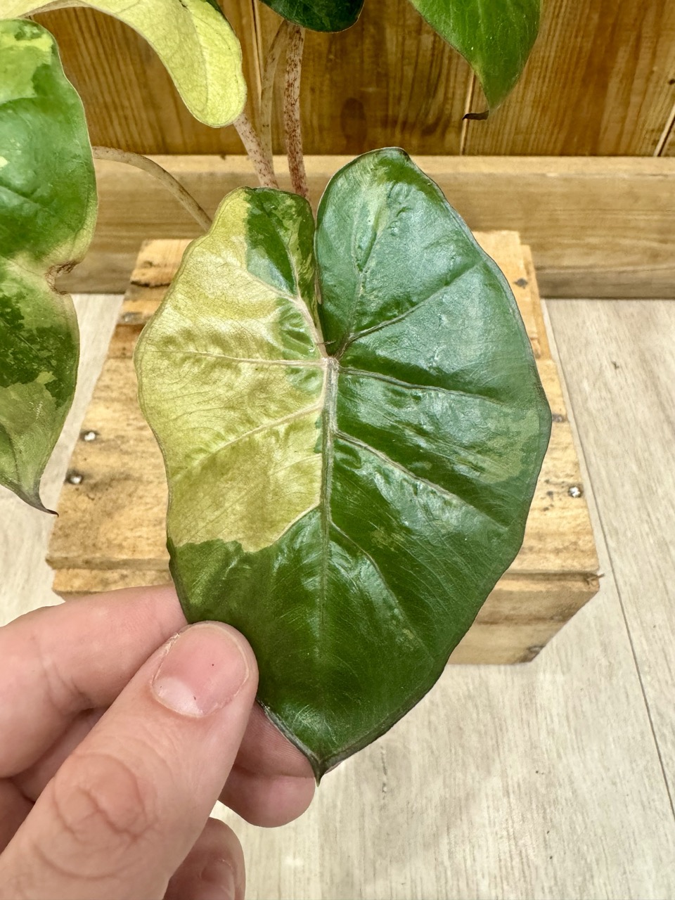 Alocasia Yucatan Princess Variegata • Plante rare • 10,5 / 15 cm
