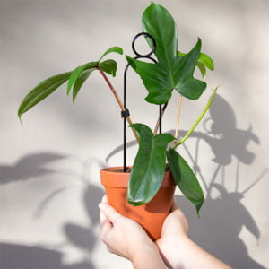 Mini tuteur pour plante Pompom - Botanopia