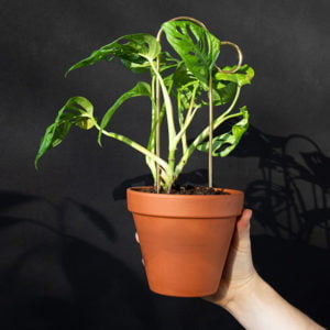 Mini tuteur pour plante Bump Dorée - Botanopia