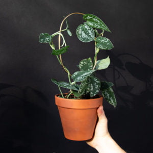 Mini tuteur pour plante Hoop Dorée - Botanopia