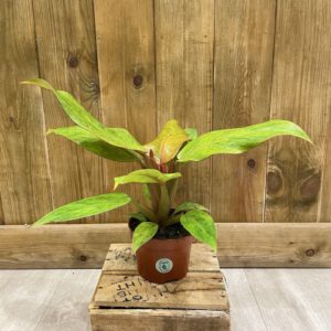 Philodendron Marmalade Quadcolor (M)