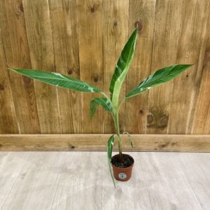 Musa Variegata Florida (L)