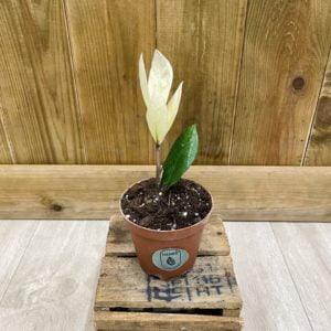 Zamioculcas Zamiifolia Variegata Chamaleon (Baby)