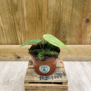 Anthurium Regale x Luxurians (S)