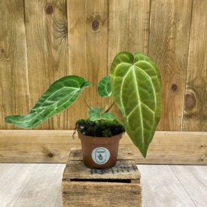 Anthurium Magnificum x Crystallinum (S)