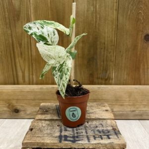 Epipremnum Pinnatum Marble Variegata (Baby)