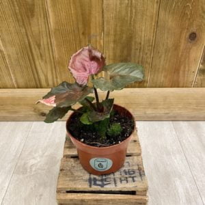 Syngonium Strawberry Ice (S)