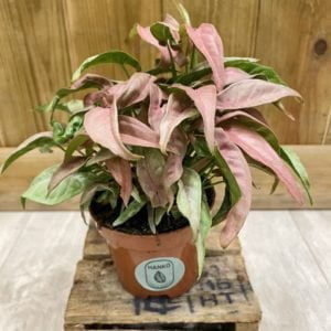 Syngonium T1510 (S)