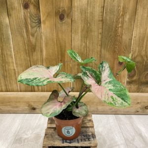 Syngonium Orm Nak (S)