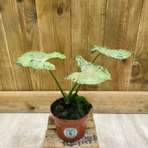 Syngonium Green Splash "Grey Ghost" (M)