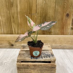 Syngonium Podophyllum Pink Splash "Red Spot" (Baby)
