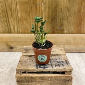 Syngonium Godzilla (Baby)